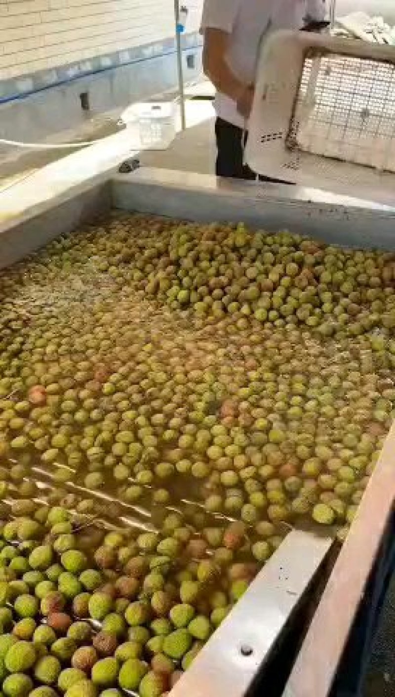 整车2万斤荔枝，粒果，果粒，妃子笑，廉江市良垌镇专业代办
