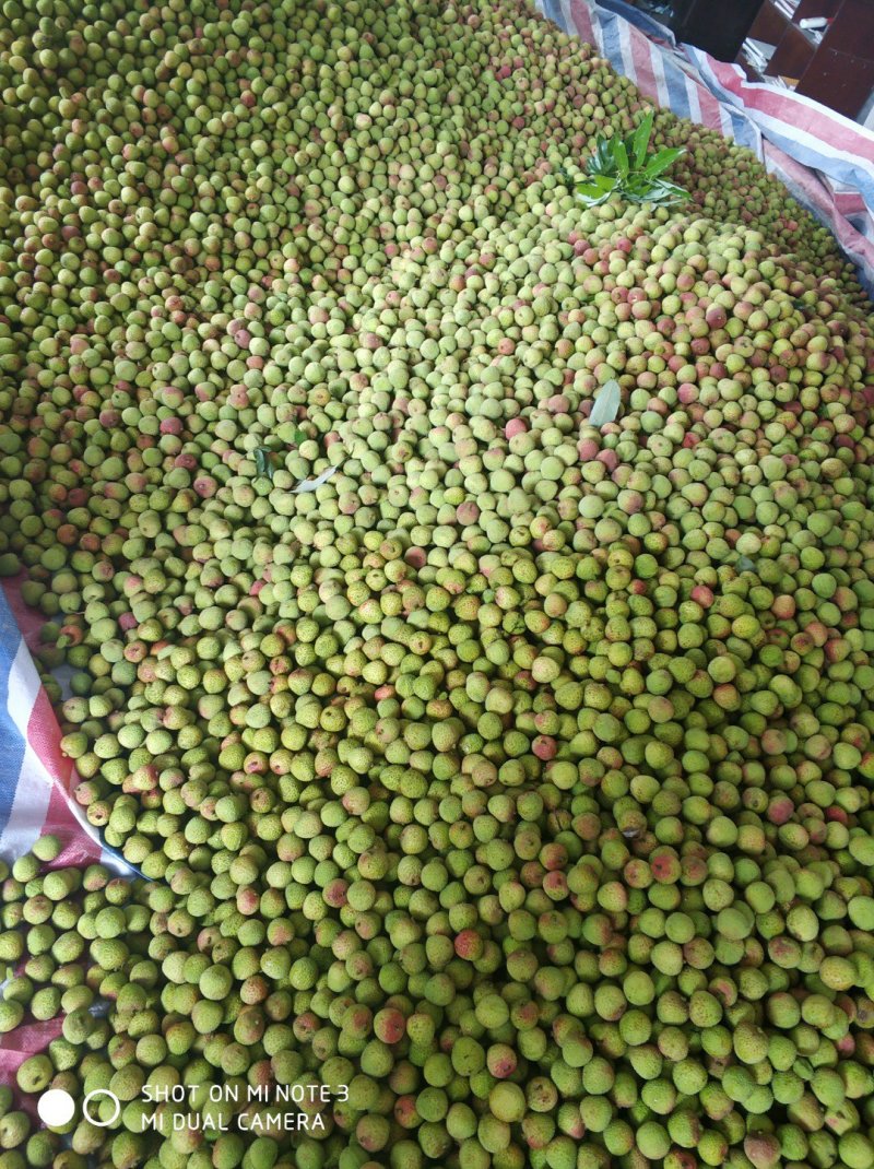 整车2万斤荔枝，粒果，果粒，妃子笑，廉江市良垌镇专业代办