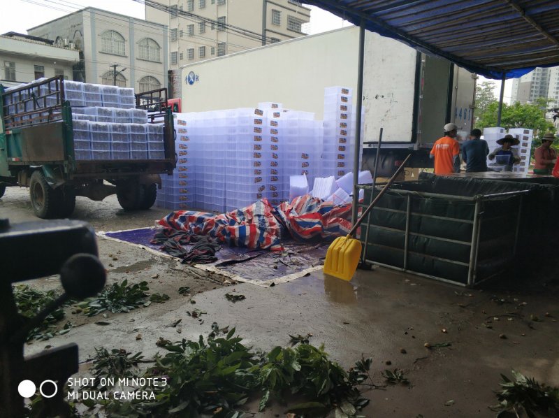 整车2万斤荔枝，粒果，果粒，妃子笑，廉江市良垌镇专业代办