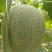 小蜜25，电商批发大量现货