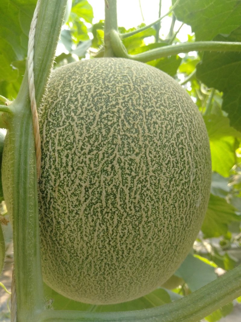 小蜜25，电商批发大量现货