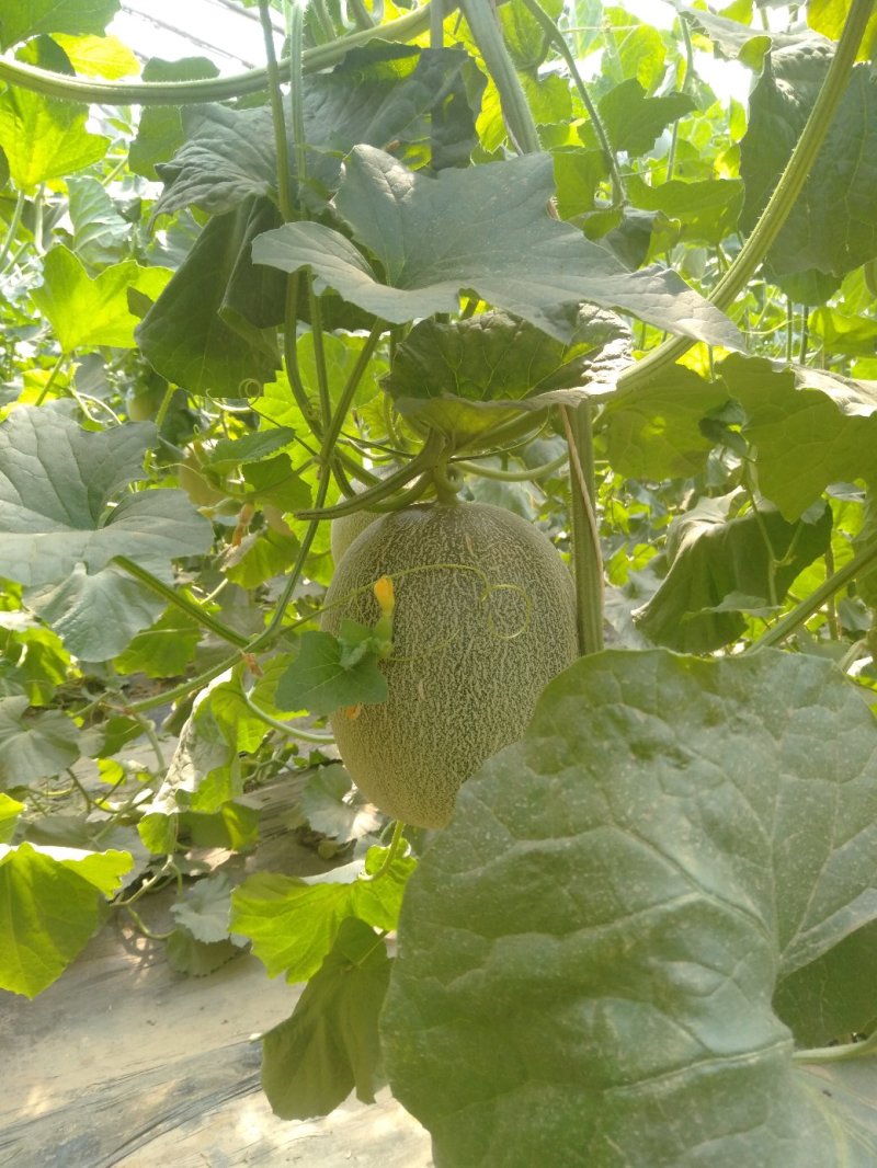 小蜜25，电商批发大量现货