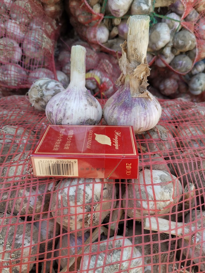 2025大蒜，白皮紫皮大蒜！产地直供，全国代发