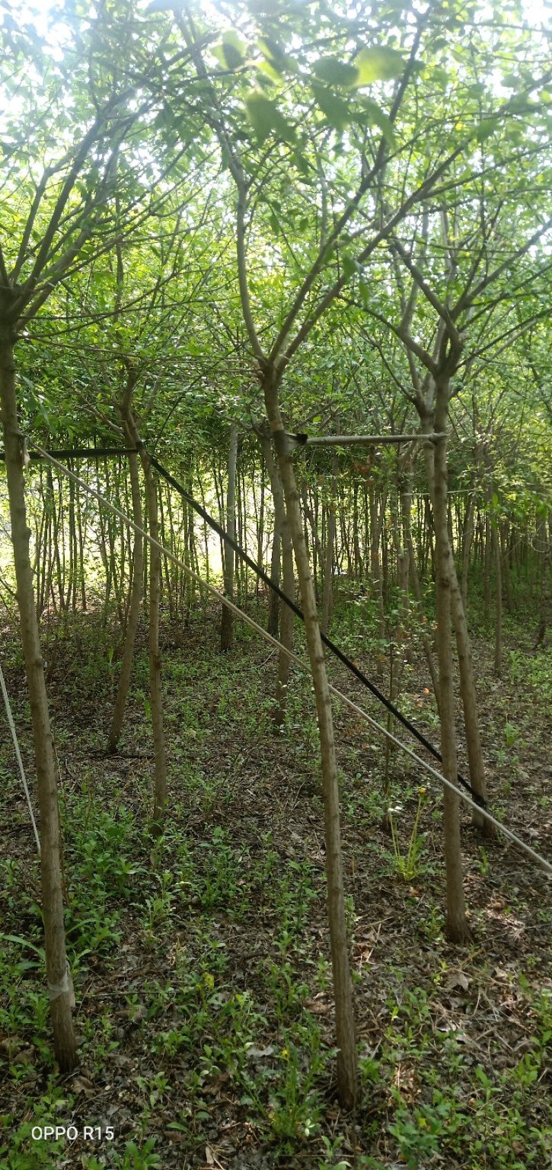桃叶卫矛，卫矛科（丝棉木），桃叶卫矛籽播苗