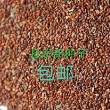 党参新种子，精选种子，芽率99%以上，全国包邮。