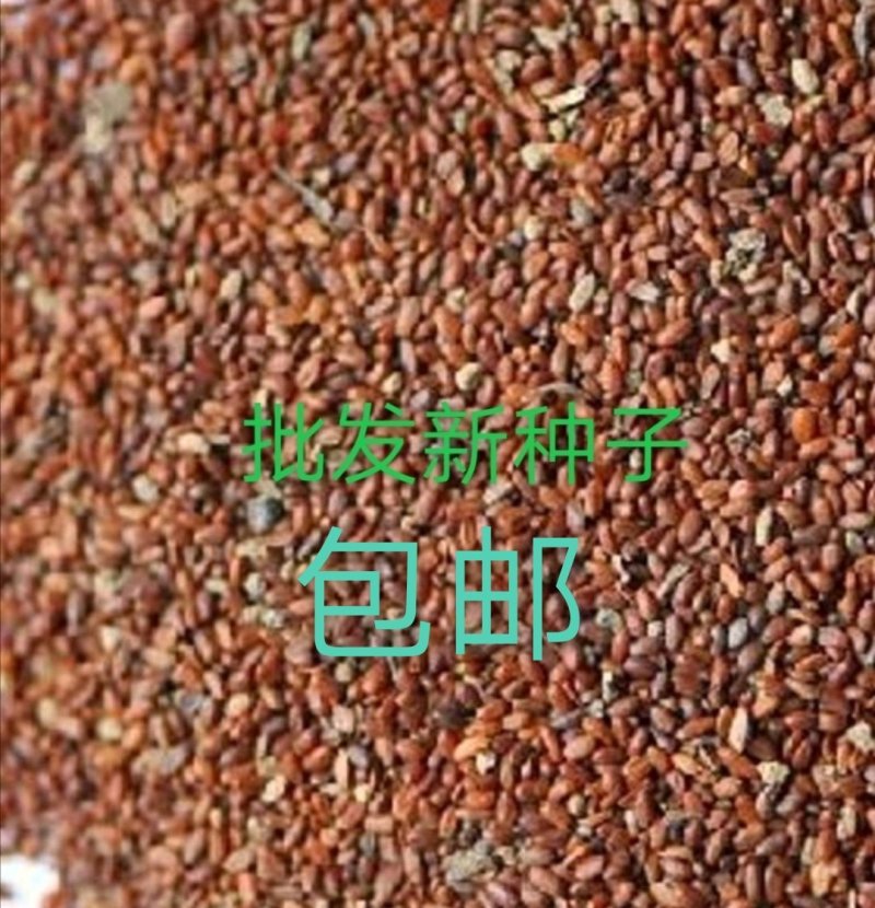 党参新种子，精选种子，芽率99%以上，全国包邮。