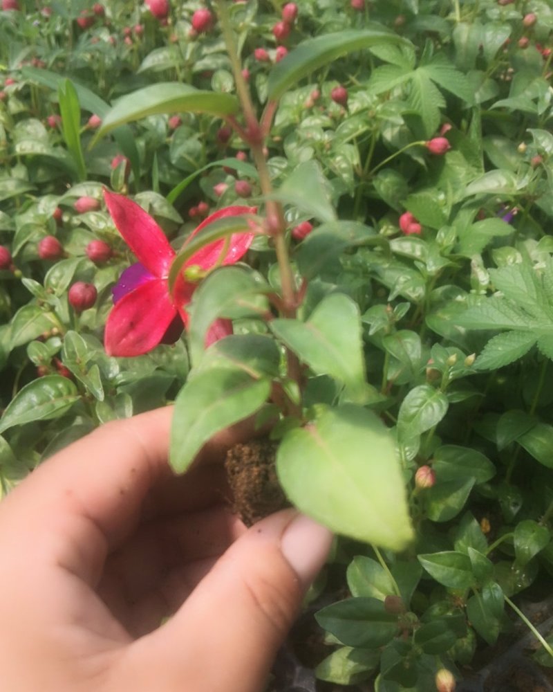 倒挂金钟小苗灯笼花小苗穴盘苗超好养活