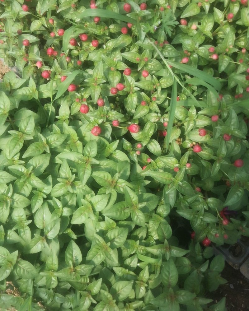 倒挂金钟小苗灯笼花小苗穴盘苗超好养活