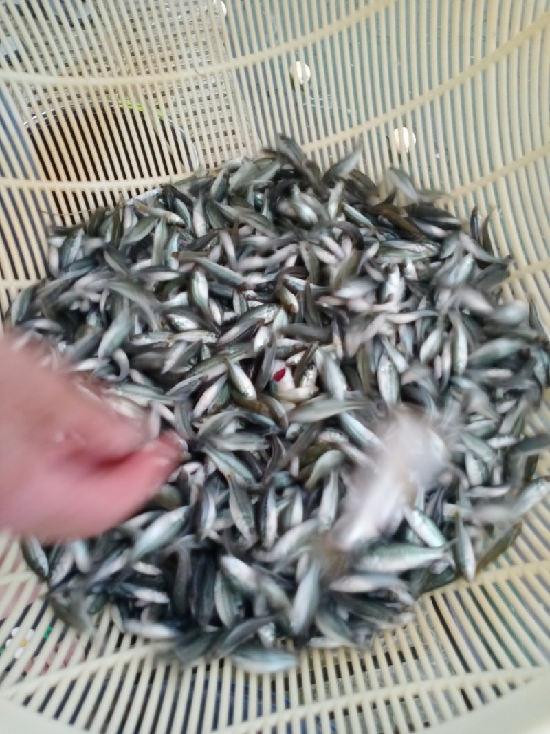 鲈鱼苗新苗，皮毛好成活率高，皮毛好，成活率高，支持送货上