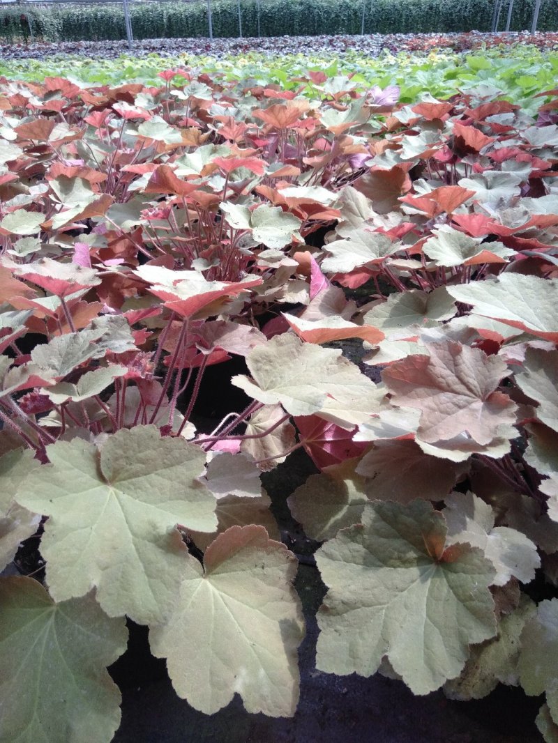 矾根杯苗，矾根基地直销6种颜色矾根批发