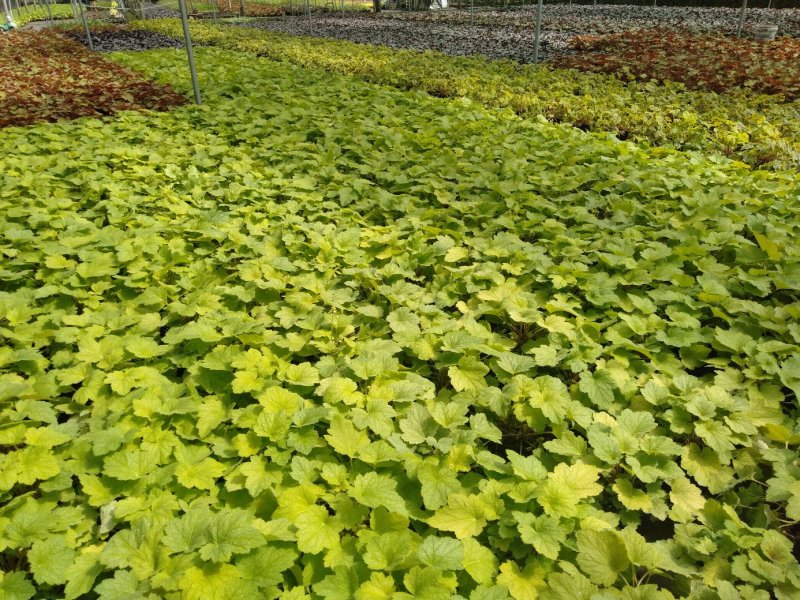 矾根杯苗，矾根基地直销6种颜色矾根批发