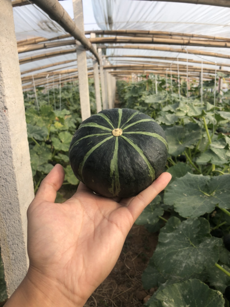 进口贝贝小南瓜5斤粉糯香甜