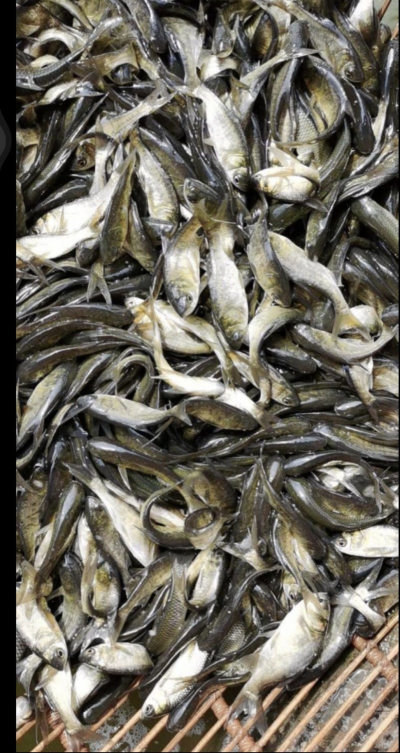 花白鲢，大头鱼，皮毛好，成活率高，抗病毒，