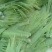 白洋淀芦苇叶