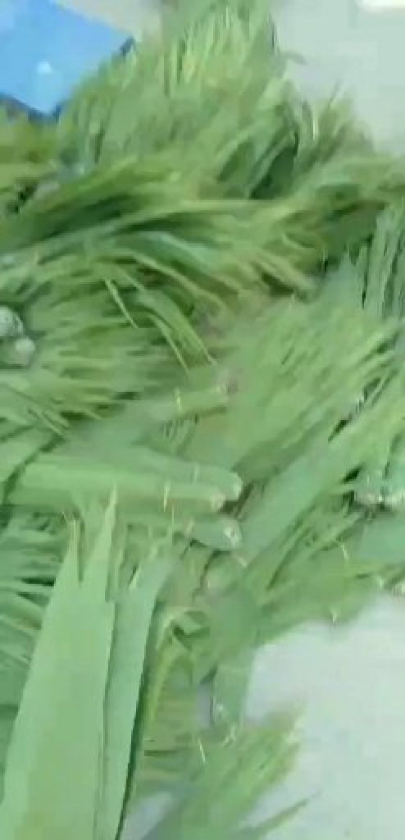 白洋淀芦苇叶