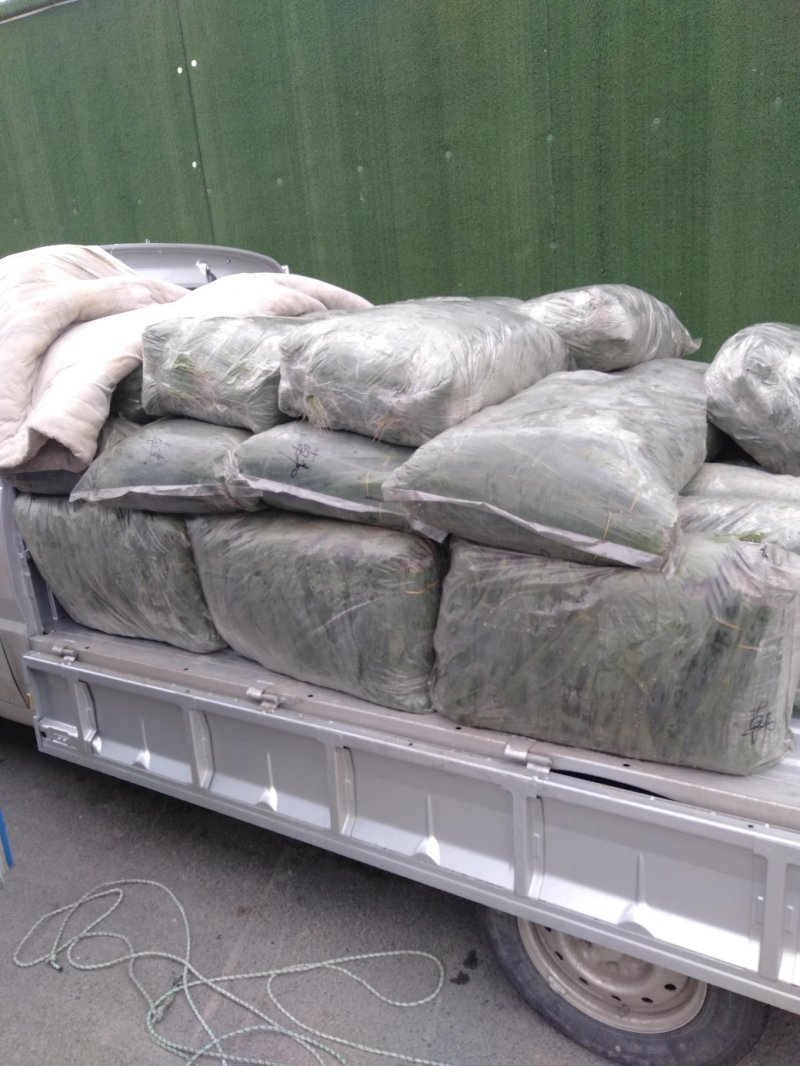 白洋淀芦苇叶