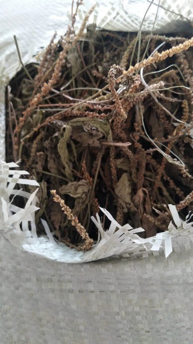 车前草全干货，产地直销