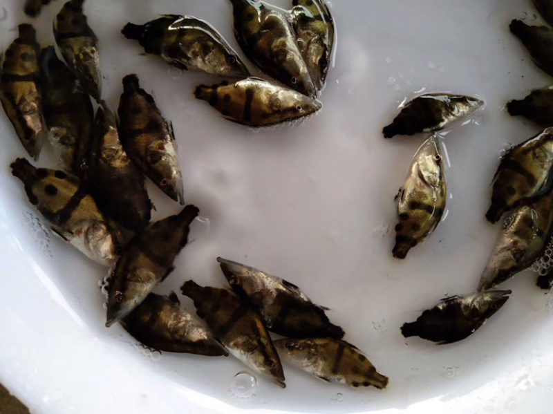桂花鱼苗斑鱖鱼苗456公分，斑桂鱼苗包送
