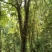 大朴树出售