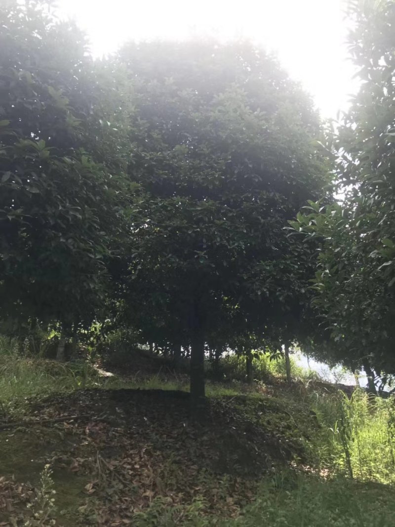 桂花13到25公分，各种规格欢迎老板选购面议标准价