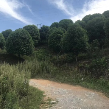 桂花13到25公分，各种规格欢迎老板选购面议标准价