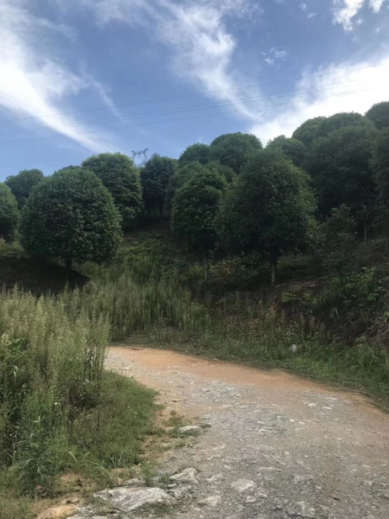 桂花13到25公分，各种规格欢迎老板选购面议标准价