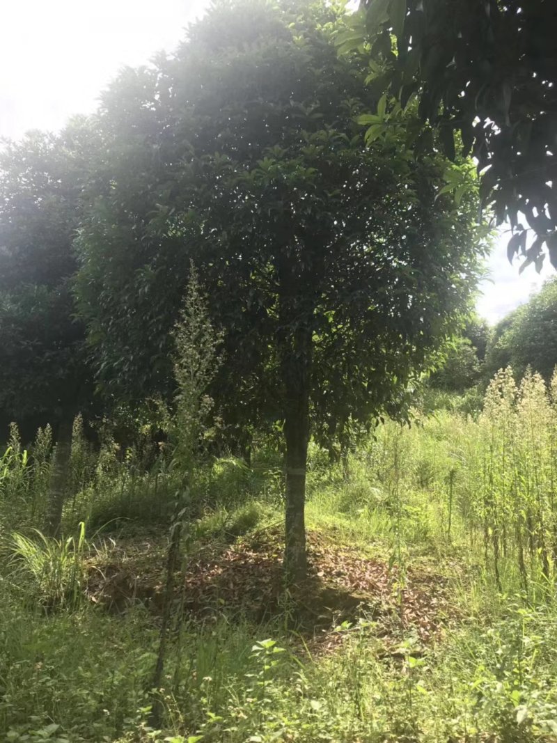 桂花13到25公分，各种规格欢迎老板选购面议标准价