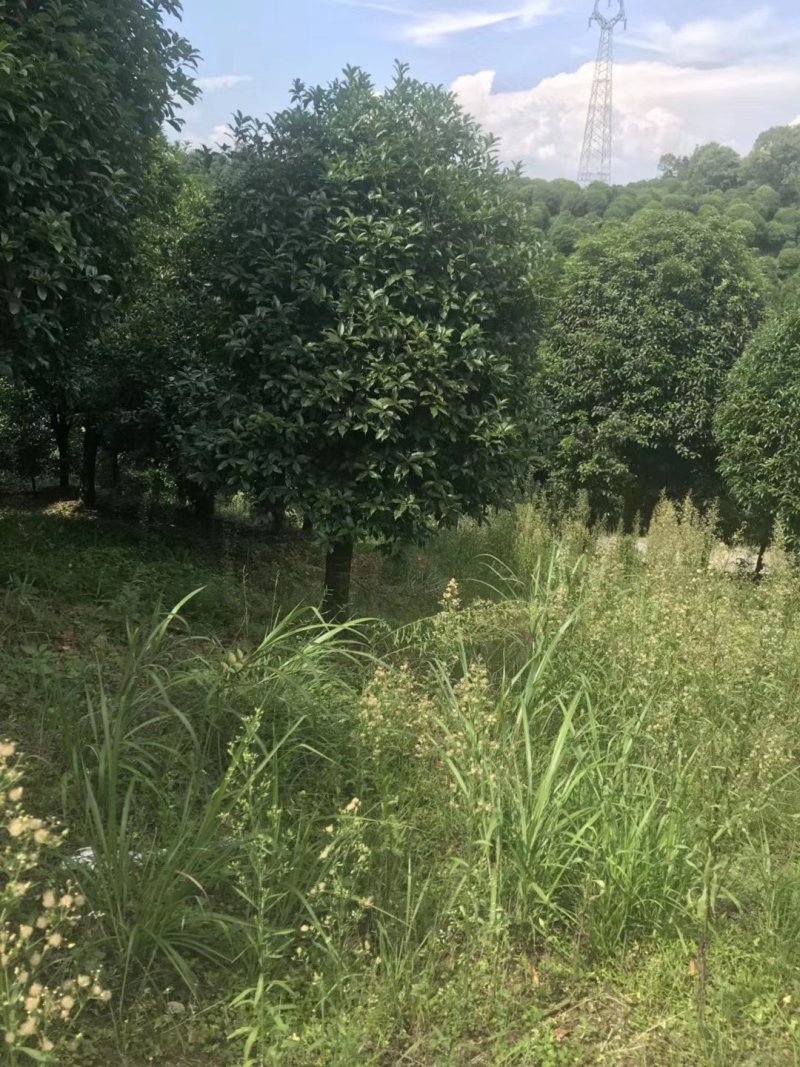 桂花13到25公分，各种规格欢迎老板选购面议标准价