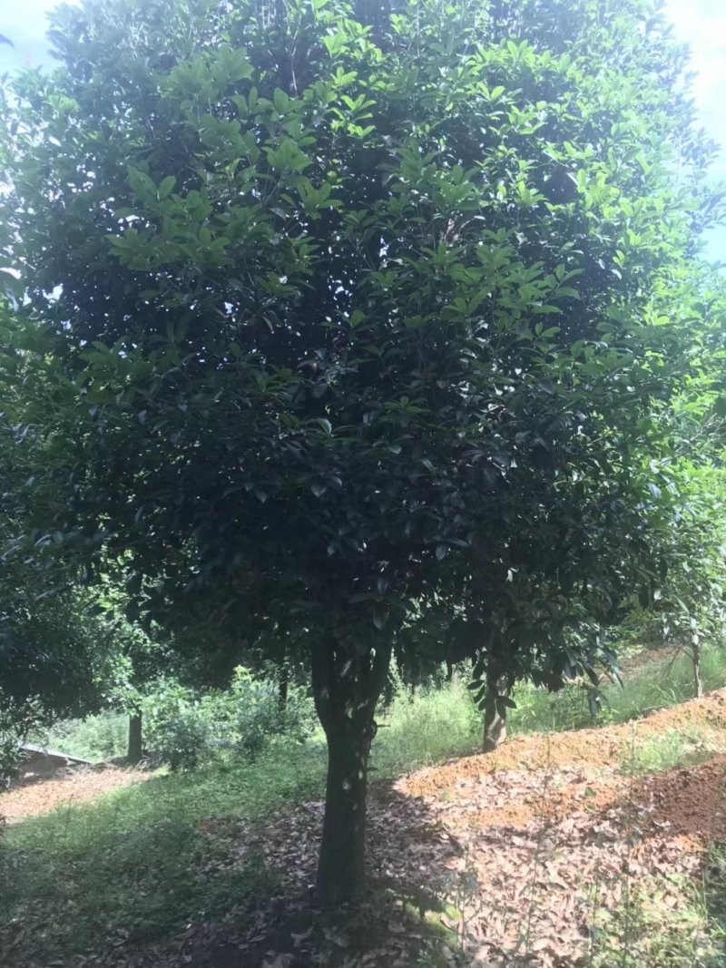 桂花13到25公分，各种规格欢迎老板选购面议标准价