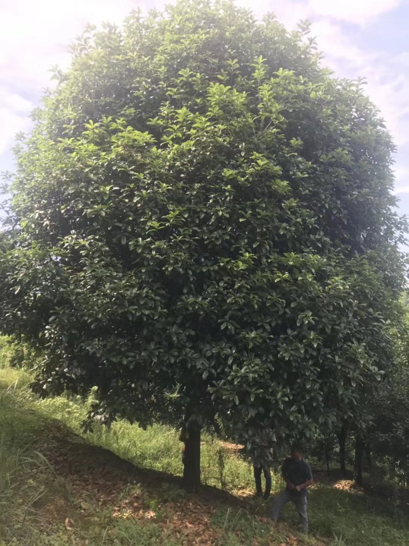 桂花13到25公分，各种规格欢迎老板选购面议标准价
