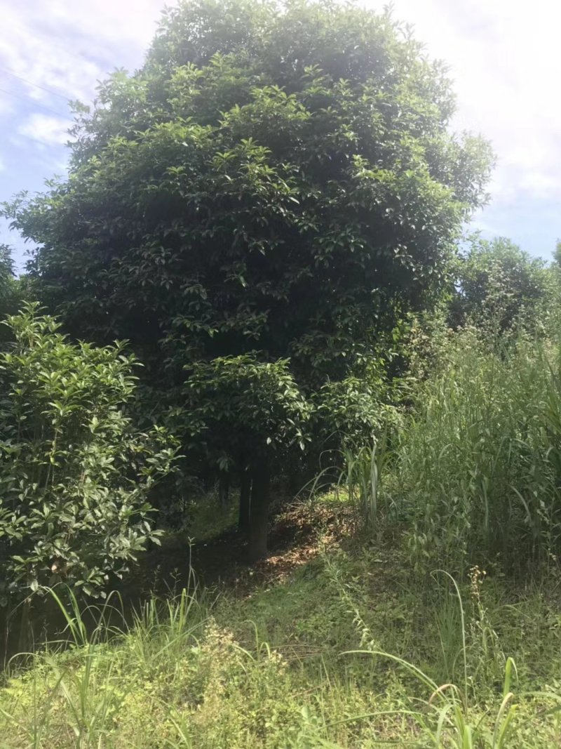 桂花13到25公分，各种规格欢迎老板选购面议标准价