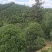 桂花13到25公分，各种规格欢迎老板选购面议标准价