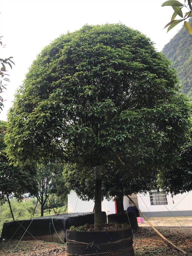 桂花13到25公分，各种规格欢迎老板选购面议标准价