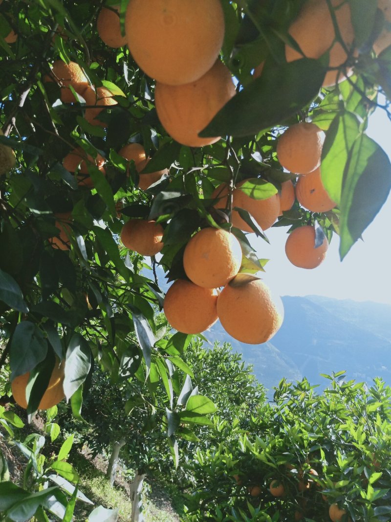 夏橙