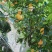 夏橙