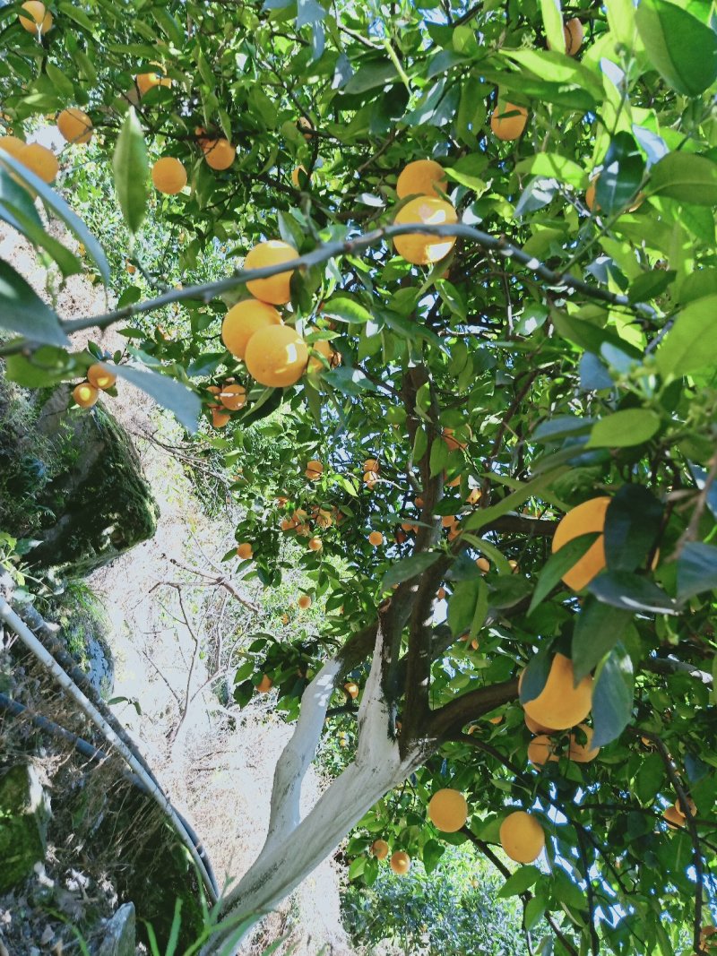 夏橙