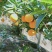 夏橙