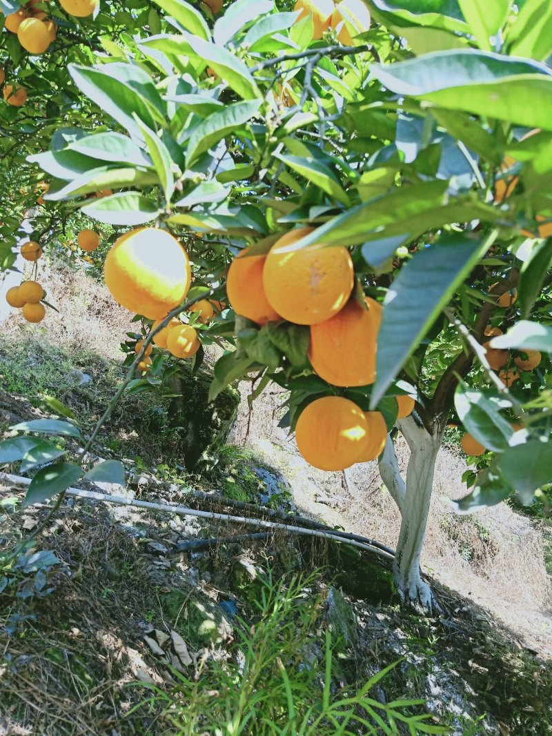 夏橙