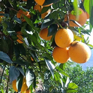 夏橙