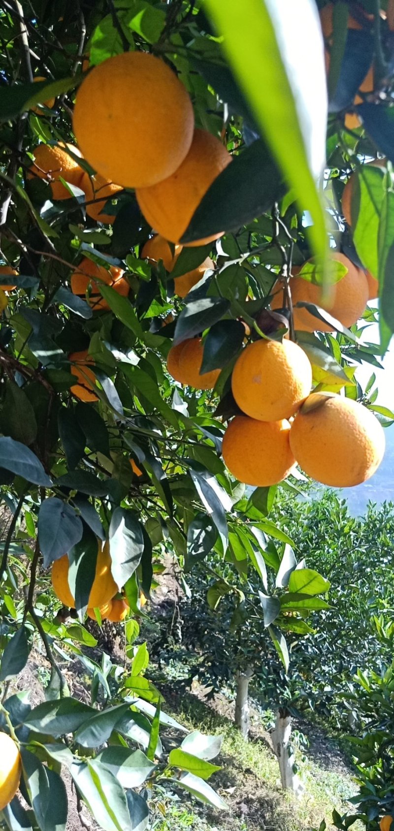 夏橙