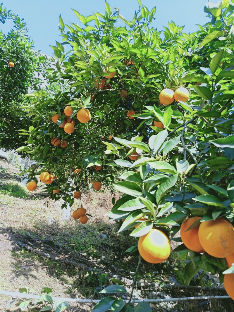 夏橙