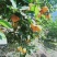 夏橙