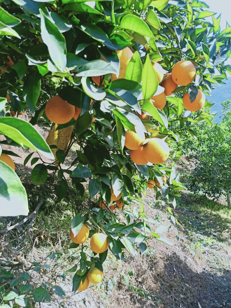 夏橙