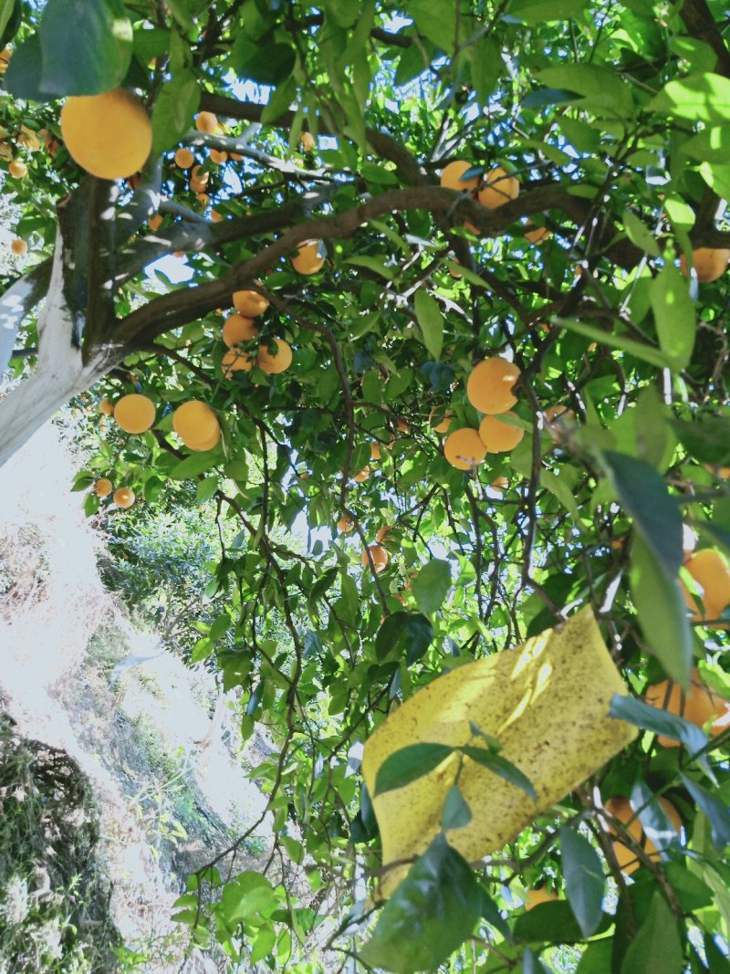 夏橙