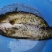 大量大口鲶鱼成品鱼出售