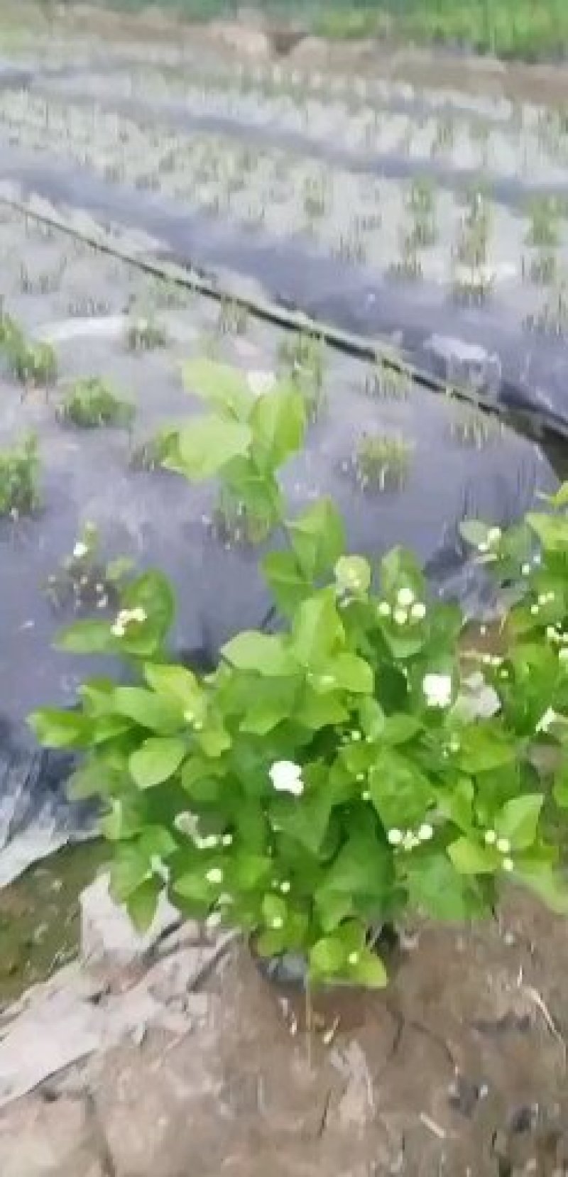 茉莉花，栀子花大量有货量大从优，有兴趣的朋友请透速联系我