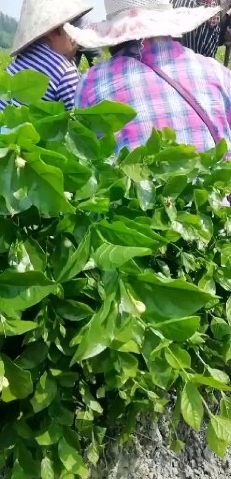 茉莉花，栀子花大量有货量大从优，有兴趣的朋友请透速联系我