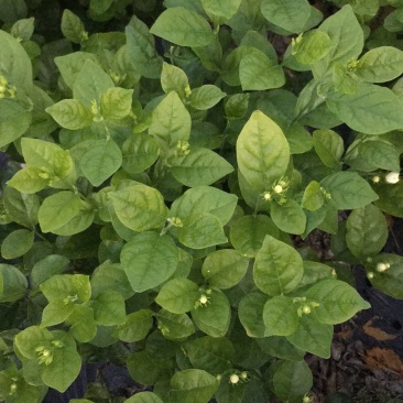 茉莉花，栀子花大量有货量大从优，有兴趣的朋友请透速联系我