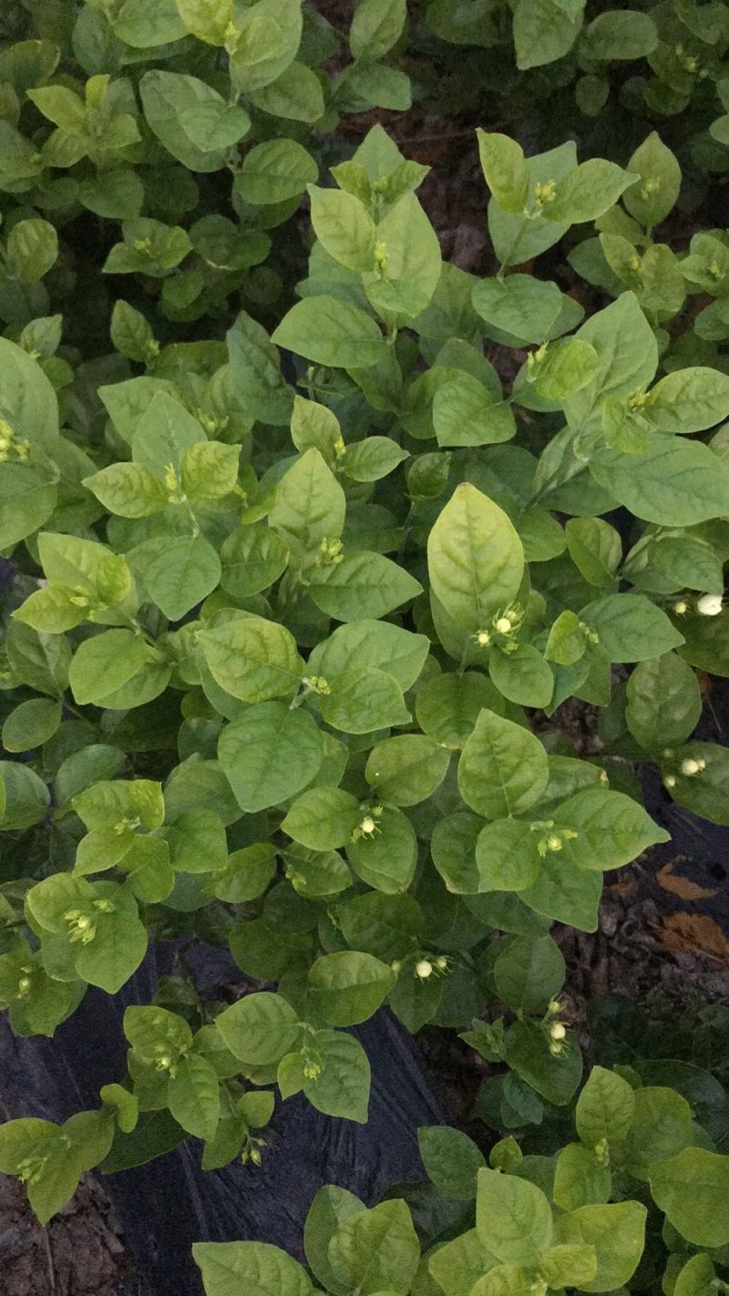 茉莉花，栀子花大量有货量大从优，有兴趣的朋友请透速联系我