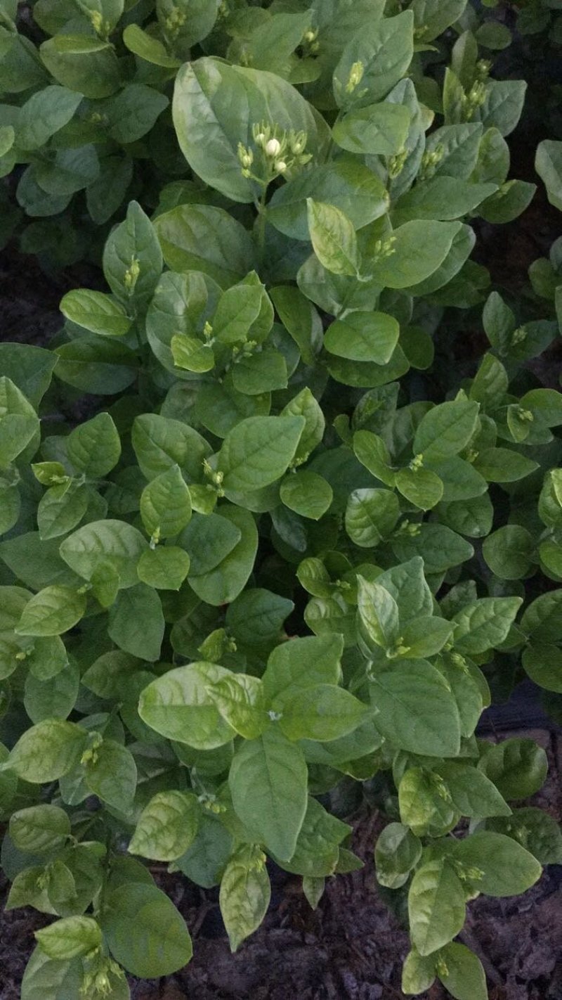 茉莉花，栀子花大量有货量大从优，有兴趣的朋友请透速联系我